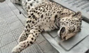 خزان زودرس بزرگترین گربه‌سان ایرانی + فیلم