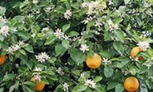 فارس دومین استان تولید کننده بهار نارنج