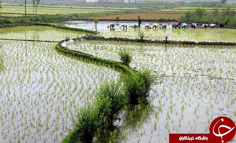 نخستین نشا برنج درگیلان در فصل زراعی جدید