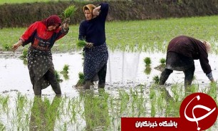 نخستین نشا برنج درگیلان در فصل زراعی جدید