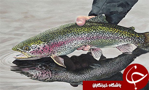 ایران رتبه نخست تولید ماهی قزل‌آلا در جهان