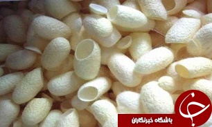 آغاز توزيع تخم نوغان در مازندران