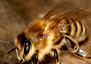 کاهش برداشت عسل در نبود زنبور ملکه + فیلم