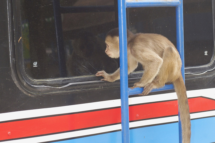 اتوبوسی که توسط یک میمون ربوده شد! + عکس