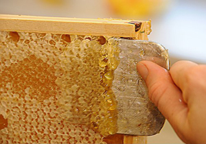 افزایش 26 درصدی تولید عسل در گلستان