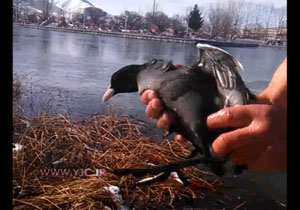 نجات پرنده مهاجر در دریاچه سراب + فیلم