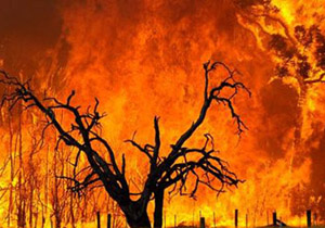 جنگل‌ها در معرض آتش سوزی قرار گرفتند