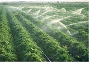 افزایش ۹۴ درصدی راندمان آبیاری در مزارع استان قزوین
