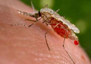 کاهش ۲۵ درصدی ابتلا به مالاریا در هرمزگان