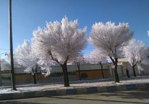 درختان زیبای برفی + تصاویر