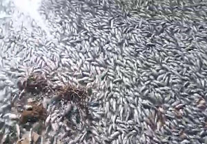 تلف شدن ماهی‌ها بر اثر سرما + فیلم