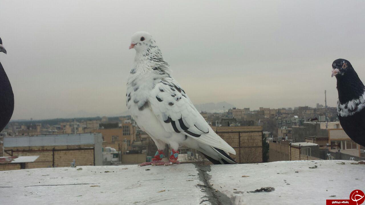 عکس کبوتران افغانی