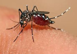 آلودگی چهار هزار نفر در فرانسه به ویروس زیکا