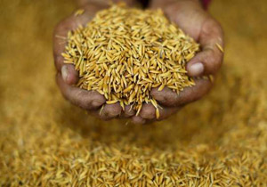 رویترز: تایلند 300 هزار تُن برنج به ایران صادر می‌کند