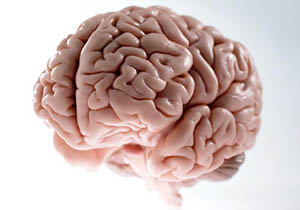 چرا مغز انسان چروک است؟
