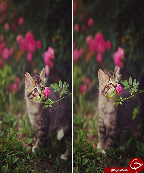 تماشای گل‌ها و جانوران  + تصاویر