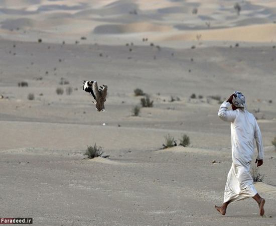تفریح لوکس و خشن در صحرای امارات!+تصاویر