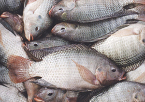توقیف محموله 7 میلیارد ریالی ماهی در شاهین شهر