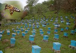 افزایش پرورش زنبور عسل