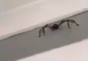 عاقبت فیلم‌برداری از یک عنکبوت زهردار خطرناک + فیلم (۱۸+)