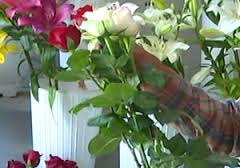 حمایت دولت از افزایش تولید وصادرات گل در دزفول