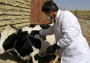 همکاری نکردن کارخانه های شیر با دامداران خوزستانی
