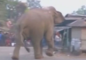 لحظات هولناک حمله فیل وحشی به صدها خانه + فیلم