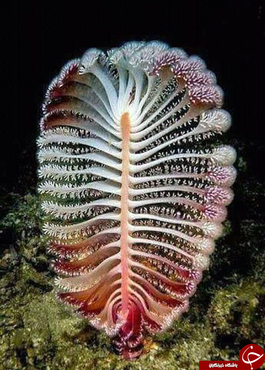 شگفت انگیزترین گیاه دریایی +عکس