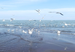 جلوه ای که پرندگان به ساحل می دهند + فیلم