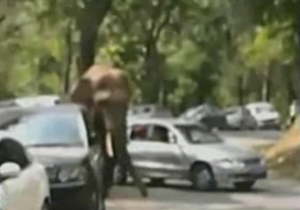 حمله یک فیل به 15 خودرو + فیلم