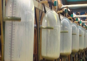 رتبه دوم تولید شیر در کشور + فیلم