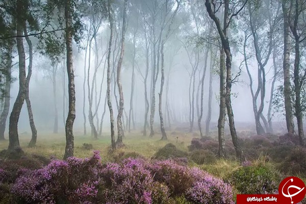 ١۵ جنگل مرموز و شگفت انگیز دنیا + تصاویر