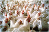 راه اندازی نخستین واحد تولید مرغ مادر گوشتی در چالوس