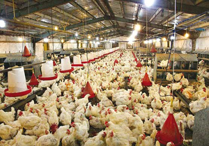 داستان تلخ مصرف آنتی‌بیوتیک‌ در مرغداری‌ها