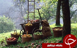 افزایش سطح باغات خوزستان به 113 هزارهکتار