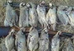 شکار غیر مجاز پرندگان در خوزستان