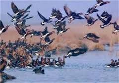 تهدید محیط زیست خوزستان با تخریب زیستگاه های جانوری