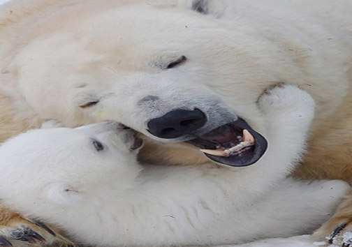 عکس/ مهر مادری خرس قطبی