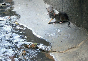 موش‌های تهران هم سرشماری شدند!/آمار موش‌ها دغدغه مسئولان شهری