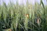 حمله آفت سن به مزارع گندم ارزوییه