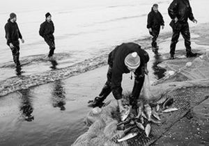 کاهش 1200 تنی صید کفال در دریای مازندران