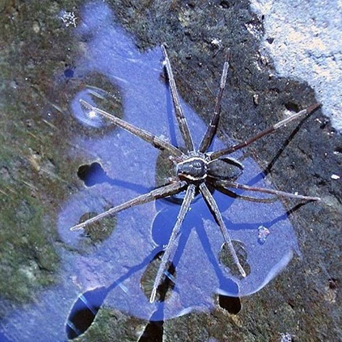 کشف عنکبوتی که سه برابر جثه‌اش ماهی و قورباغه شکار می‌کند!/پاهایی به عنوان رادار