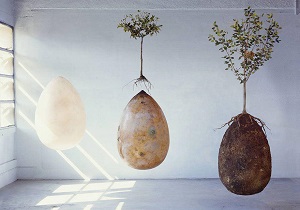 بعد از مرگ، درخت شوید/ تابوت ارگانیک +تصویر