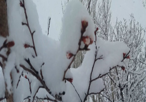 سفید‌پوش شدن شکوفه‌های بهاری با بارش برف + فیلم