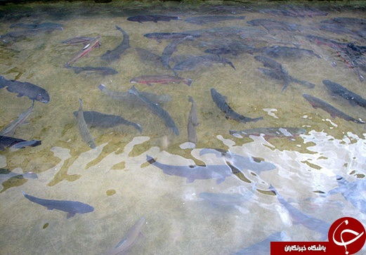 تولید 5 هزار تن ماهی‌پرواری در استان همدان