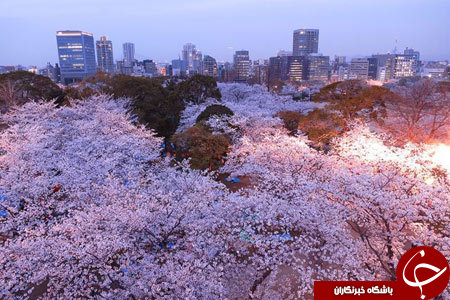 شکوفه های امپریال ژاپن+ 13 عکس