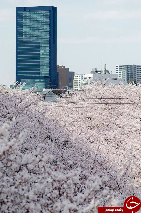 شکوفه های امپریال ژاپن+ 13 عکس