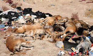 سگ‌کشی یک معضل بزرگ روانی است/ باید از تکرار ماجرای سگ کشی در شیراز جلوگیری شود