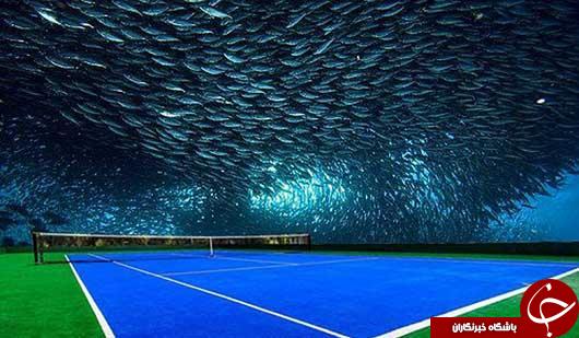طراحی عجیب ترین ورزشگاه تنیس جهان در زیر آب+عکس