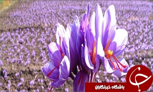 ایران راهبرد تولید و صادرات زعفران است